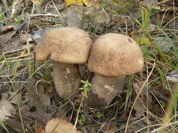 kozák topoľový Leccinum duriusculum (Schulzer ex Kalchbr.) Singer