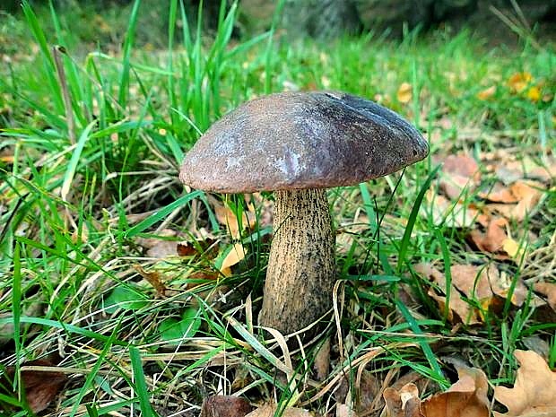 kozák brezový Leccinum scabrum (Bull.) Gray