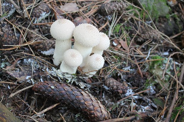 prášnica bradavičnatá Lycoperdon perlatum Pers.