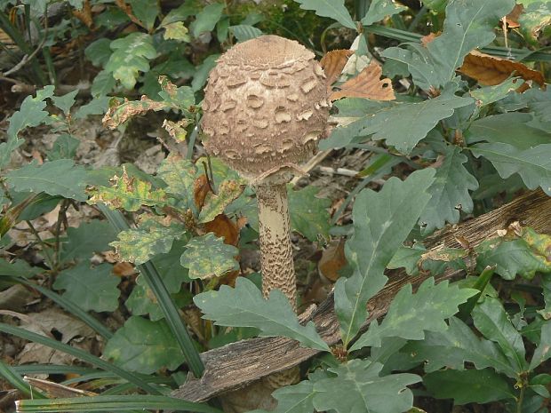 bedľa vysoká Macrolepiota procera (Scop.) Singer