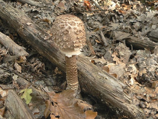 bedľa vysoká Macrolepiota procera (Scop.) Singer