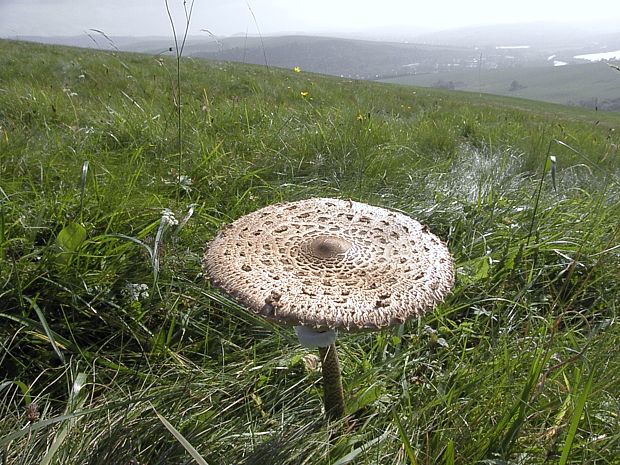 bedľa vysoká Macrolepiota procera (Scop.) Singer