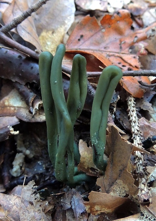 drobnojazýček zelený Microglossum viride (Pers.) Gillet