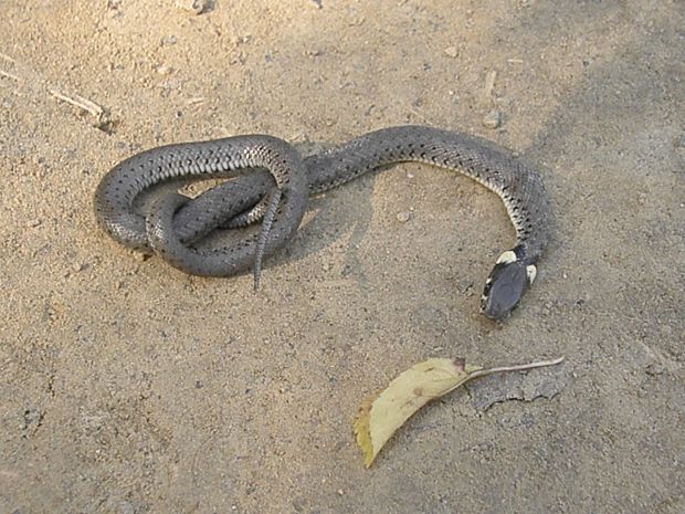 užovka obojkova Natrix natrix