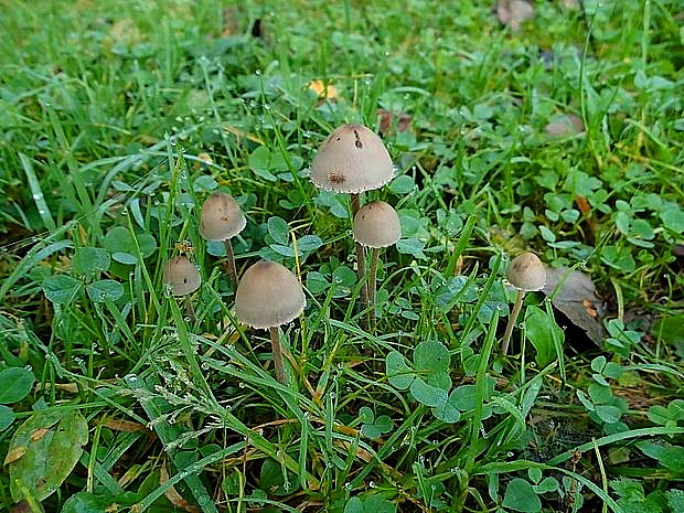 zvoncovec obyčajný Panaeolus papilionaceus (Bull.) Quél.