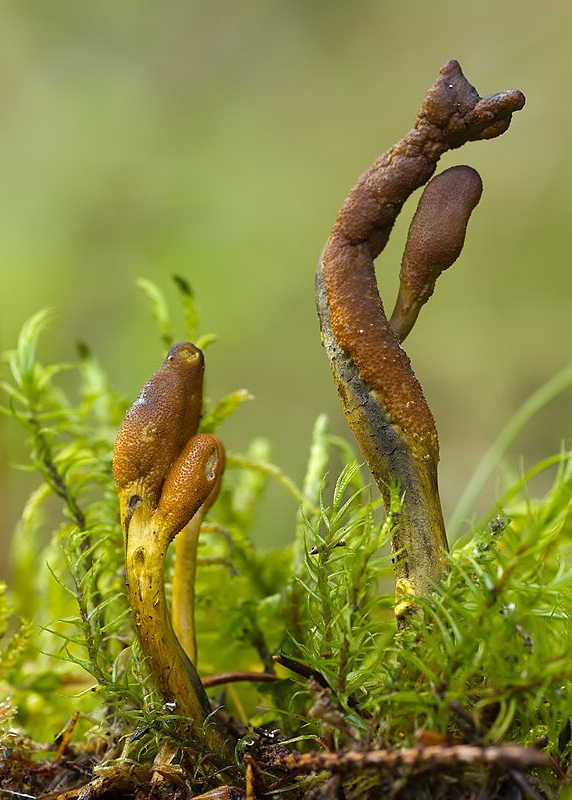 žezlovka srnková Tolypocladium ophioglossoides (J.F. Gmel.) Quandt, Kepler & Spatafora