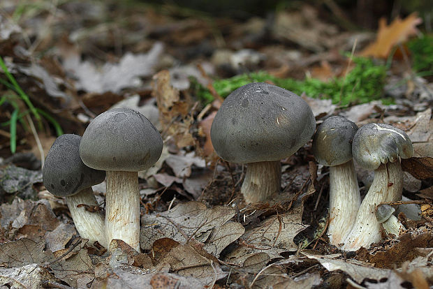 čírovka mydlová Tricholoma saponaceum (Fr.) P. Kumm.