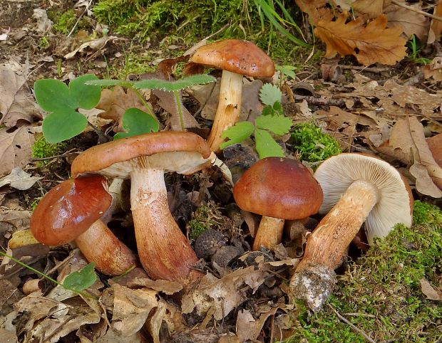 čírovka slizká Tricholoma ustaloides Romagn.