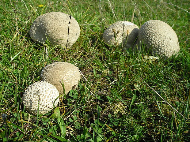 rozpadavec dlabaný Lycoperdon utriforme Bull.