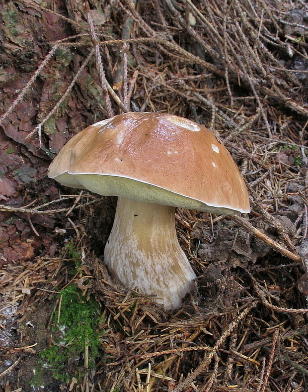 hríb smrekový Boletus edulis Bull.