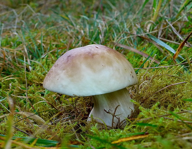 hríb smrekový Boletus edulis Bull.