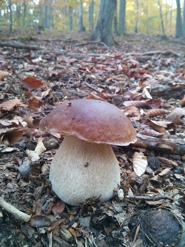 hríb smrekový Boletus edulis Bull.