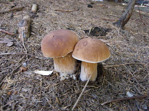 hríb smrekový Boletus edulis Bull.