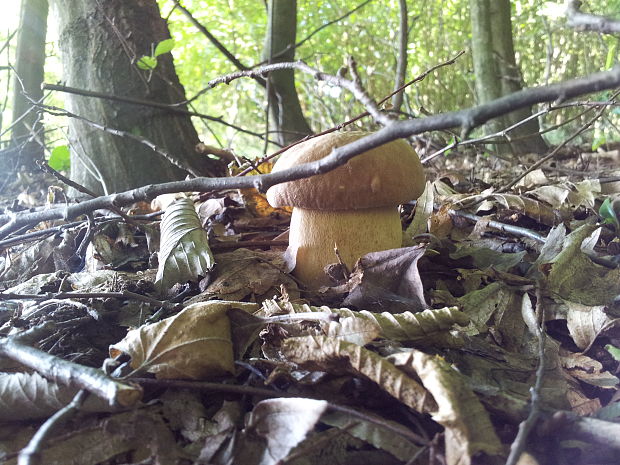 hríb dubový Boletus reticulatus Schaeff.