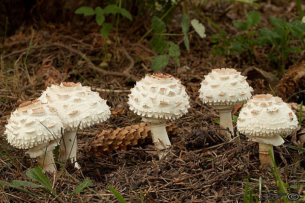 bedľa červenejúca Chlorophyllum rachodes (Vittad.) Vellinga