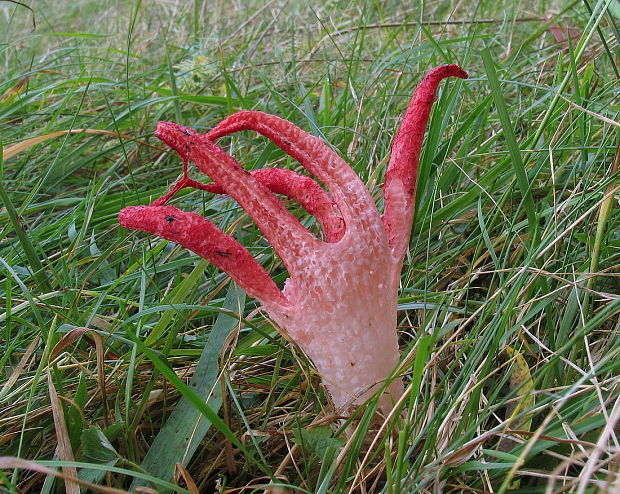 mrežovka kvetovitá Clathrus archeri (Berk.) Dring