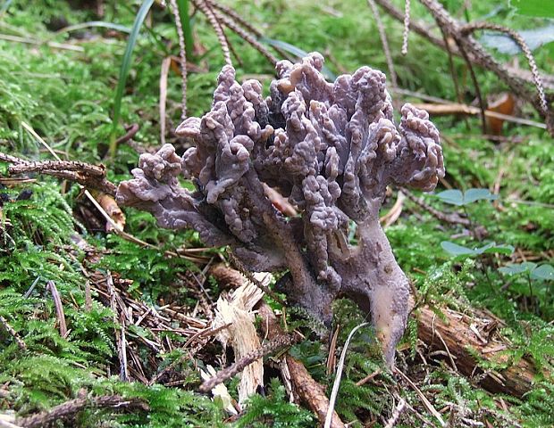 konárovka popolavá Clavulina cinerea (Bull.) J. Schröt.