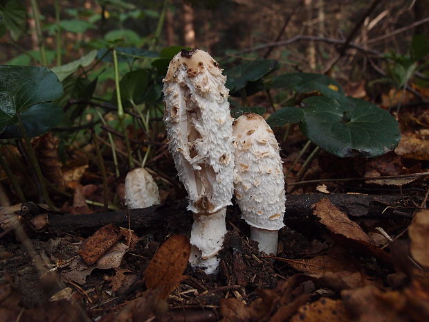 hnojník obyčajný Coprinus comatus (O.F. Müll.) Pers.