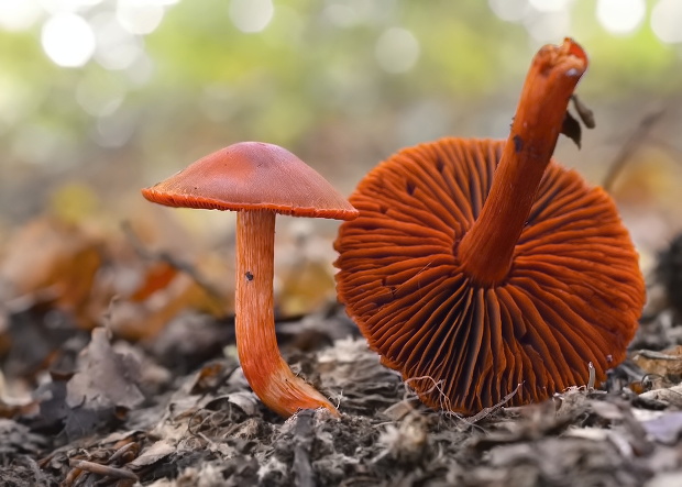 pavučinovec rumelkový Cortinarius cinnabarinus Fr.