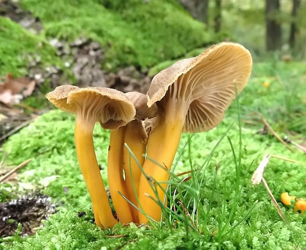 kuriatko lievikovité Craterellus tubaeformis (Fr.) Quél.