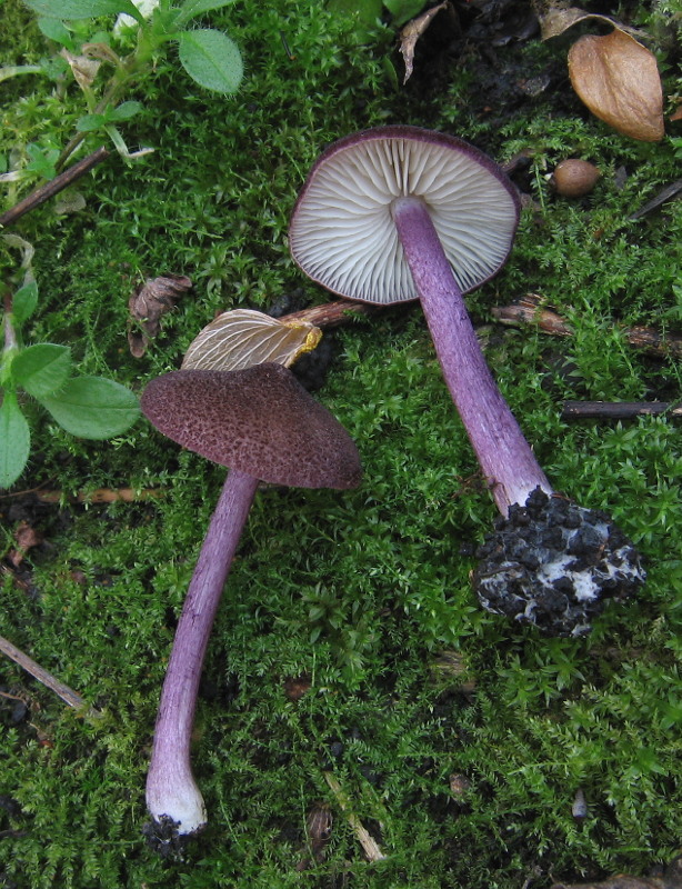 hodvábnica Entoloma dichroum (Pers.) P. Kumm.