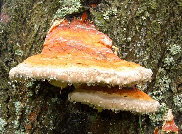 práchnovček pásikavý Fomitopsis pinicola (Sw.) P. Karst.