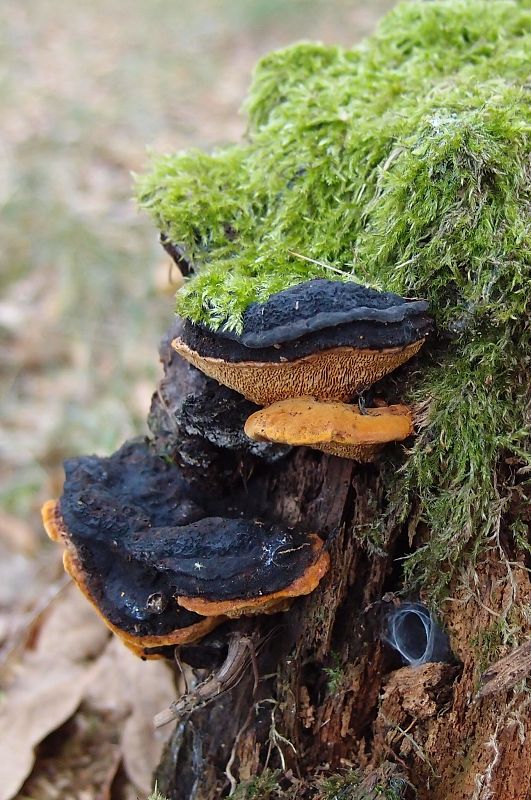 trámovka anízová Gloeophyllum odoratum (Wulfen) Imazeki