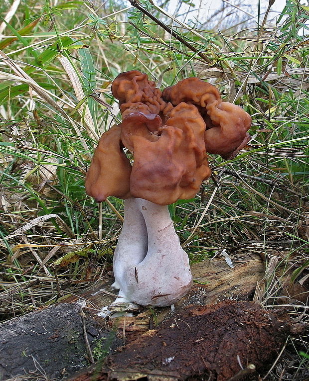 ušiak mitrovitý Gyromitra infula (Schaeff.) Quél.