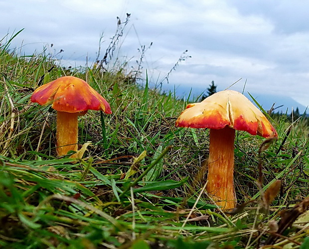 lúčnica granátovočervená Hygrocybe punicea (Fr.) P. Kumm.