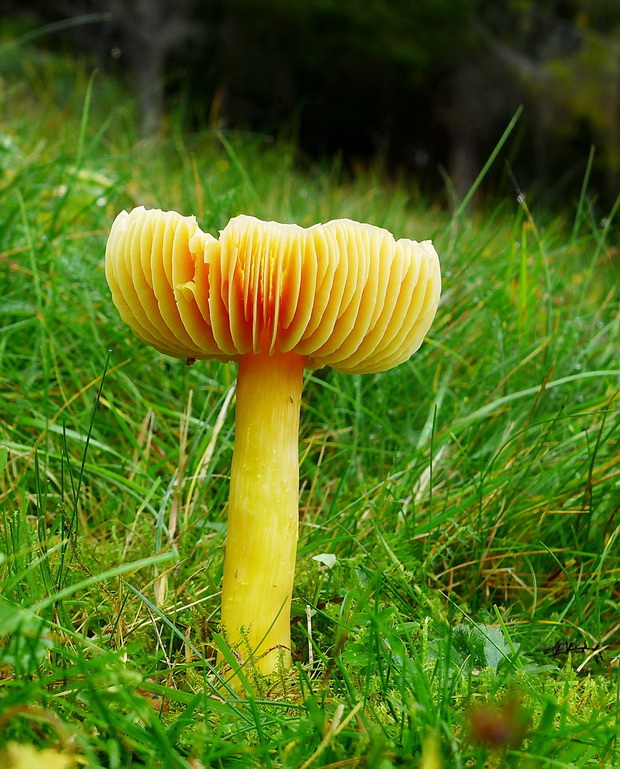 lúčnica granátovočervená Hygrocybe punicea (Fr.) P. Kumm.