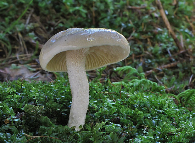 šťavnačka voňavá Hygrophorus agathosmus (Fr.) Fr.