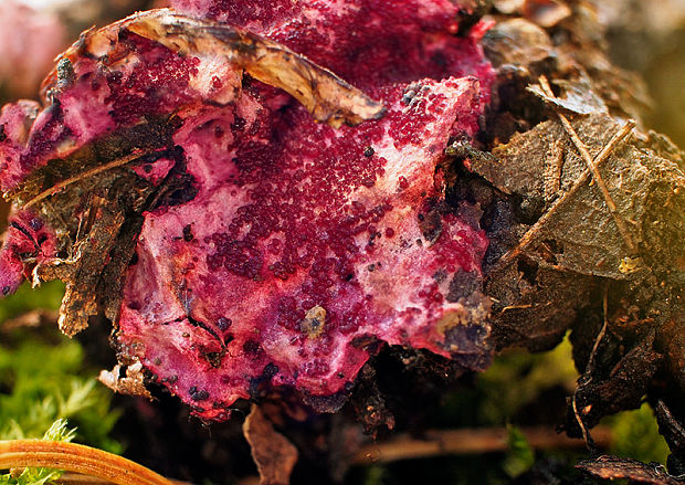 hubožer ružový Hypomyces rosellus (Alb. & Schwein.) Tul. & C. Tul.