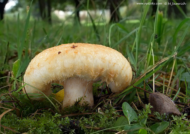 rýdzik slamovožltý Lactarius citriolens Pouzar