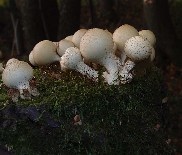 prášnica hruškovitá Lycoperdon pyriforme Schaeff.