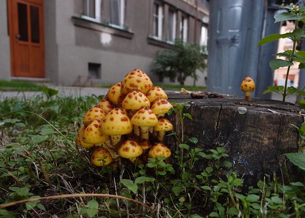 šupinovka slizká Pholiota adiposa (Batsch) P. Kumm.