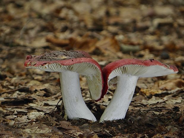 plávka tmavopurpurová Russula atropurpurea (Krombh.) Britzelm.