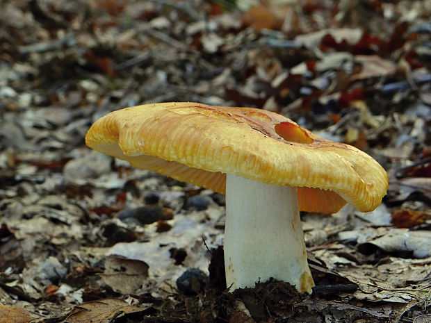 plávka žltohnedá Russula cf. subfoetens W.G. Sm.