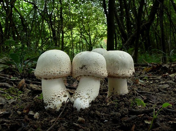 pečiarka šupinkatá Agaricus squamulifer (F.H. Møller) Pilát