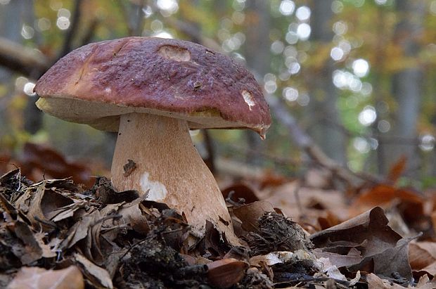 hríb sosnový Boletus pinophilus Pil. et Dermek in Pil.