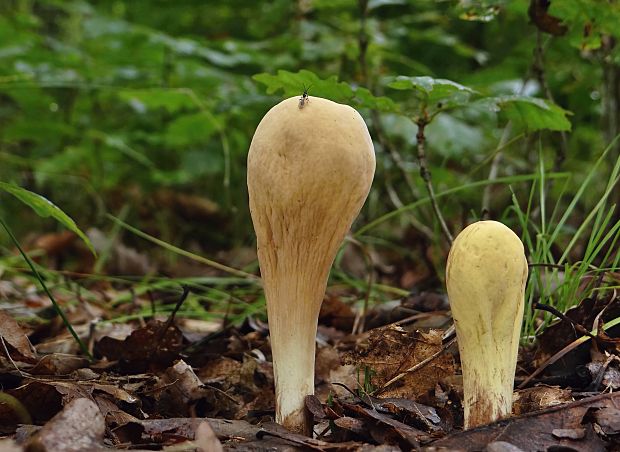 kyjak obrovský Clavariadelphus pistillaris (Fr.) Donk