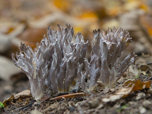 konárovka popolavá Clavulina cinerea (Bull.) J. Schröt.