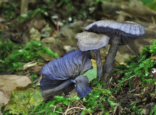 hodvábnica fialovomodrá Entoloma euchroum (Pers.) Donk