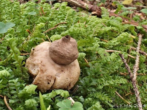 hviezdovka strapkatá Geastrum fimbriatum Fr.