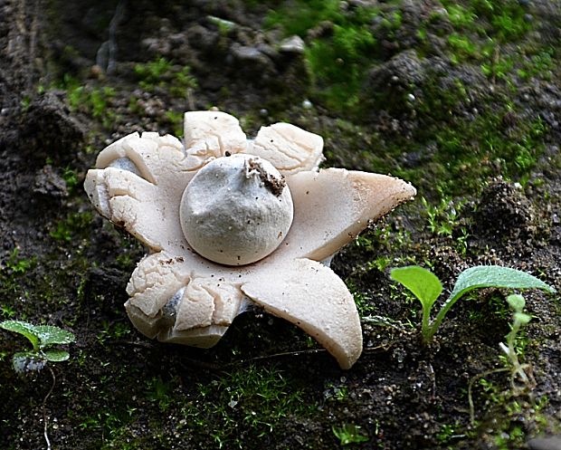 hviezdovka Geastrum sp.