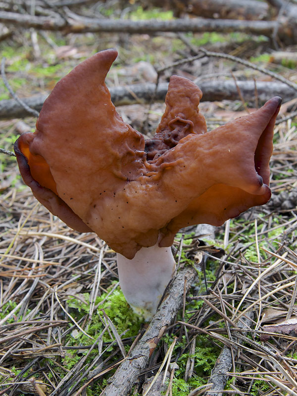 ušiak mitrovitý Gyromitra infula (Schaeff.) Quél.