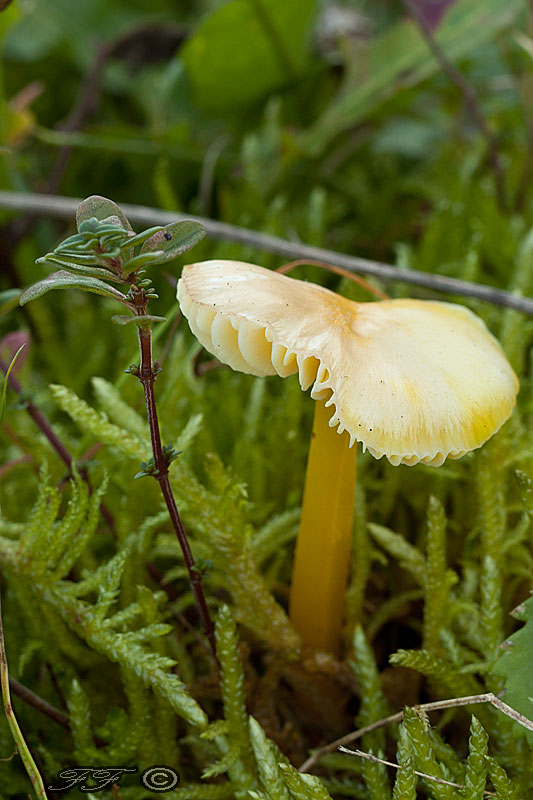 lúčnica citrónovožltá Hygrocybe chlorophana (Fr.) Wünsche