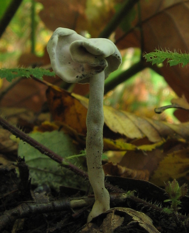 hubožer Hypomyces cf. cervinigenus Rogerson & Simms