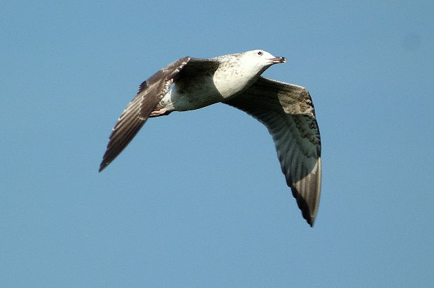 čajka morská Larus marinus