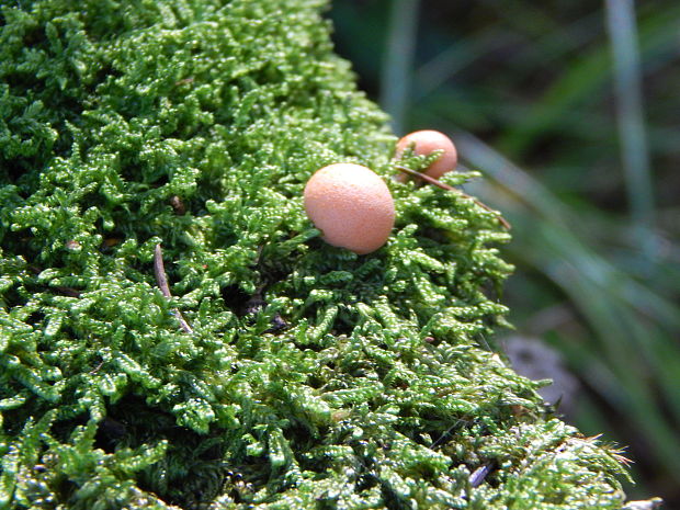 vlčinka Lycogala sp.