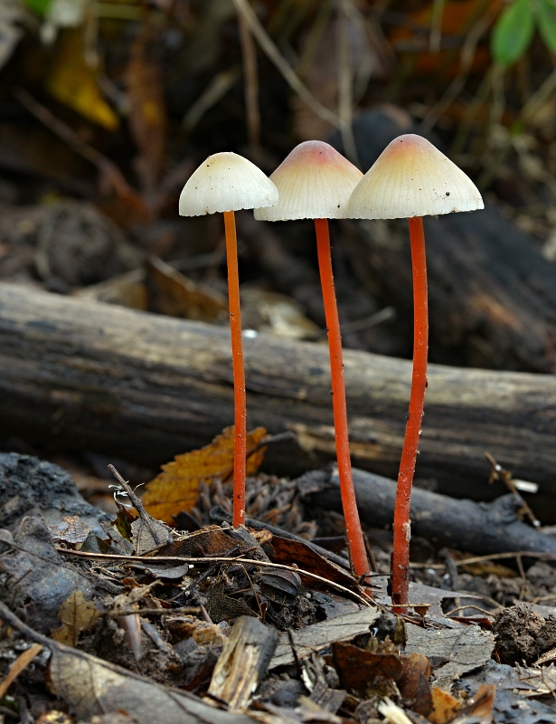 prilbička šafranová Mycena crocata (Schrad.) P. Kumm.